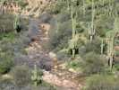 PICTURES/Ballantine Trail/t_Cactus & Stream2.jpg